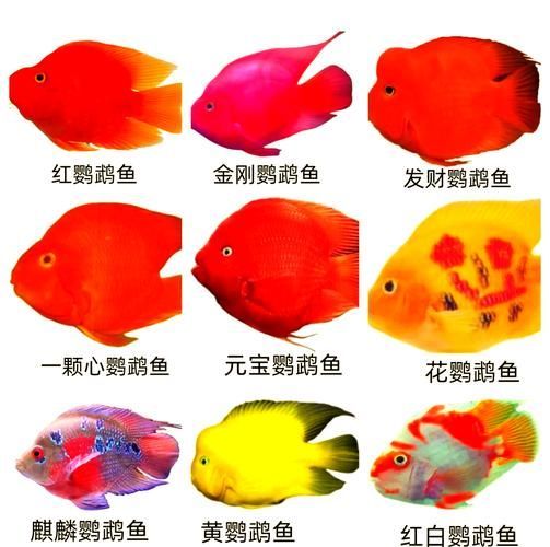 如何挑選健康的紅面財(cái)神魚？，如何挑選健康的紅面財(cái)神魚 如何挑選健康的紅面財(cái)神魚？，如何挑選健康的紅面財(cái)神魚 龍魚百科 第4張