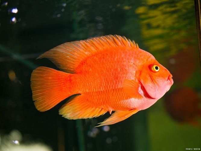 如何挑選健康的紅面財(cái)神魚？，如何挑選健康的紅面財(cái)神魚 如何挑選健康的紅面財(cái)神魚？，如何挑選健康的紅面財(cái)神魚 龍魚百科 第5張