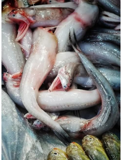 詔安龍魚的市場價格如何？，詔安龍頭魚的市場價格 詔安龍魚的市場價格如何？，詔安龍頭魚的市場價格 龍魚百科 第1張