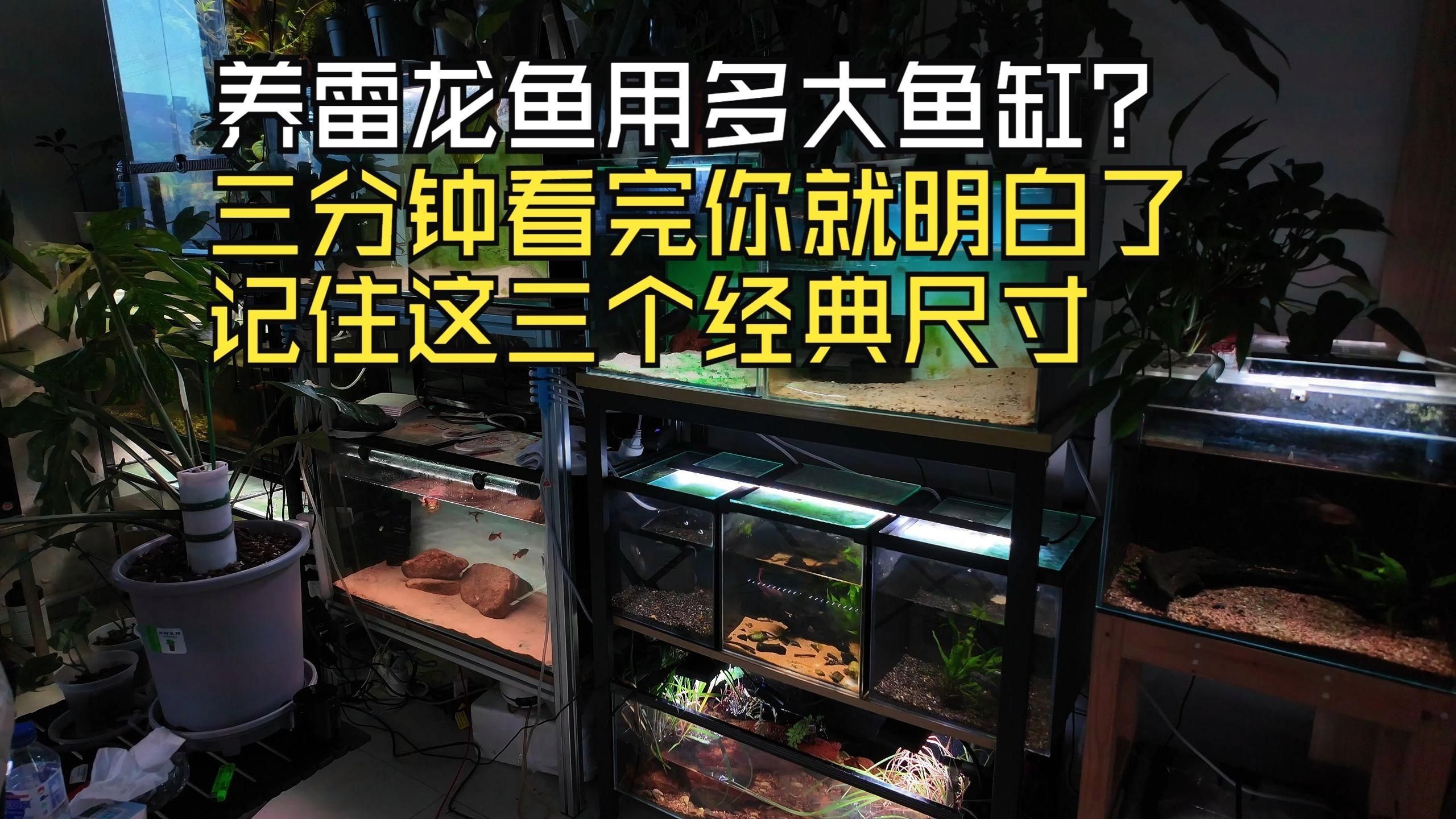 汕尾龍魚(yú)的養(yǎng)殖技術(shù)有哪些，汕尾龍魚(yú)養(yǎng)殖技術(shù)