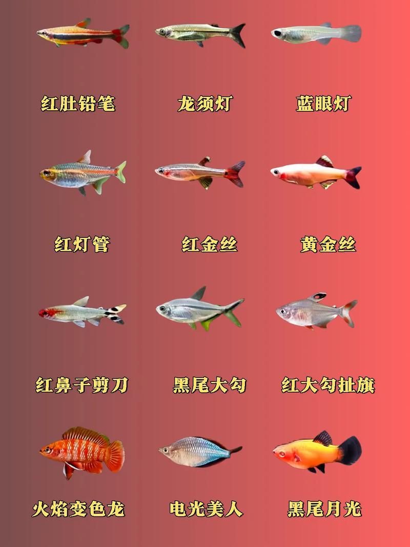 紅頭利魚有哪些常見品種？，紅頭利魚的核心內容