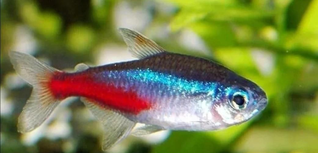 紅頭利魚有哪些常見品種？，紅頭利魚的核心內容
