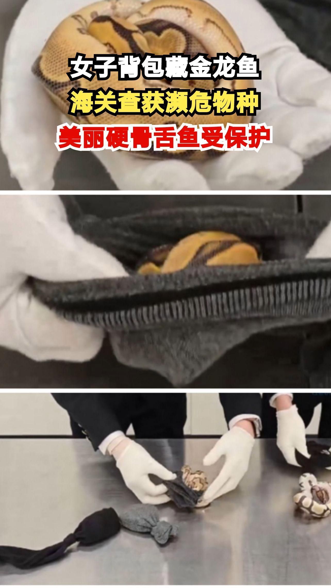 有哪些龍魚品種是稀有或瀕危的？，稀有或瀕危的龍魚品種