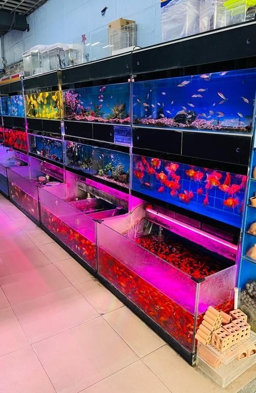 龍巖哪里可以買到龍魚，福建龍巖哪家龍魚店口碑最好閩江水族龍巖哪家龍魚店口碑最好 龍巖哪里可以買到龍魚，福建龍巖哪家龍魚店口碑最好閩江水族龍巖哪家龍魚店口碑最好 龍魚百科 第1張