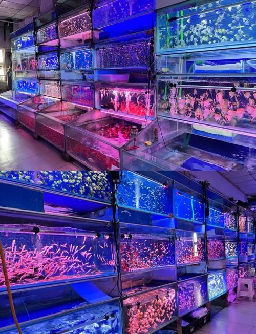 龍巖哪里可以買到龍魚，福建龍巖哪家龍魚店口碑最好閩江水族龍巖哪家龍魚店口碑最好 龍巖哪里可以買到龍魚，福建龍巖哪家龍魚店口碑最好閩江水族龍巖哪家龍魚店口碑最好 龍魚百科 第2張