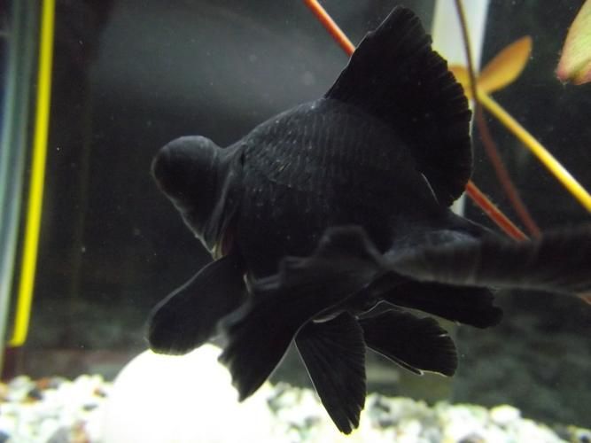 如何預防魚出現黑色霉斑，如何預防魚出現黑色霉斑思考完成共調用戶要求詳解 如何預防魚出現黑色霉斑，如何預防魚出現黑色霉斑思考完成共調用戶要求詳解 龍魚百科 第2張