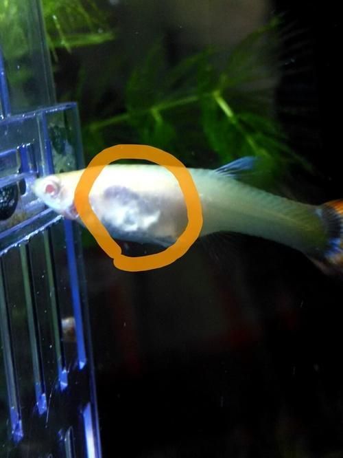如何預防魚出現黑色霉斑，如何預防魚出現黑色霉斑思考完成共調用戶要求詳解 如何預防魚出現黑色霉斑，如何預防魚出現黑色霉斑思考完成共調用戶要求詳解 龍魚百科 第4張