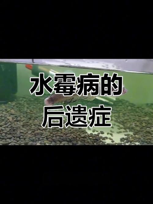 如何預防魚出現黑色霉斑，如何預防魚出現黑色霉斑思考完成共調用戶要求詳解 如何預防魚出現黑色霉斑，如何預防魚出現黑色霉斑思考完成共調用戶要求詳解 龍魚百科 第1張