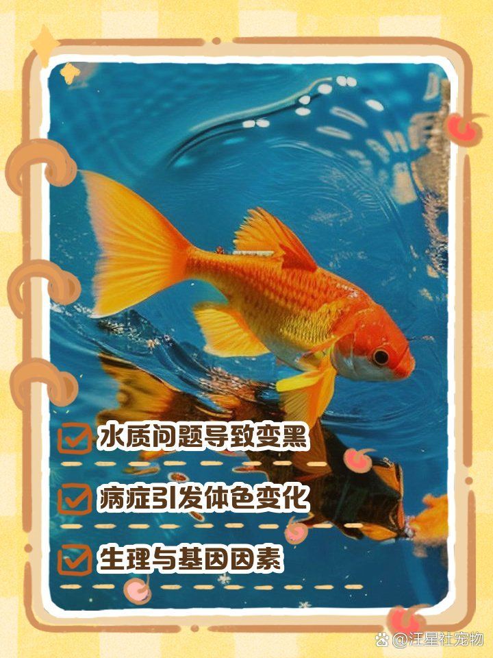 如何判斷魚是否患有黑鱗病，金魚魚鱗變黑是怎么回事 如何判斷魚是否患有黑鱗病，金魚魚鱗變黑是怎么回事 龍魚百科 第2張