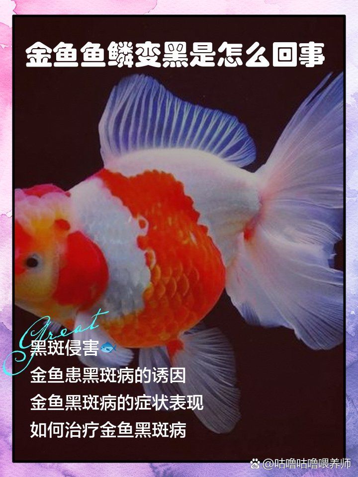 如何判斷魚是否患有黑鱗病，金魚魚鱗變黑是怎么回事 如何判斷魚是否患有黑鱗病，金魚魚鱗變黑是怎么回事 龍魚百科 第1張