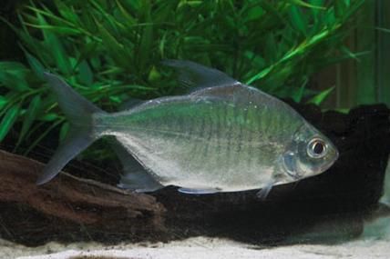 申古銀版魚,“申古銀版魚”的名稱及鑒定 龍魚百科 第1張 申古銀版魚,“申古銀版魚”的名稱及鑒定 申古銀版魚,“申古銀版魚”的名稱及鑒定 龍魚百科 第1張