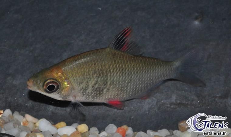 申古銀版魚,“申古銀版魚”的名稱及鑒定 龍魚百科 第2張 申古銀版魚,“申古銀版魚”的名稱及鑒定 申古銀版魚,“申古銀版魚”的名稱及鑒定 龍魚百科 第2張