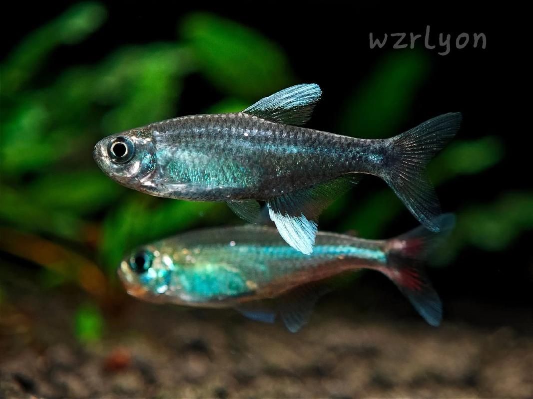 申古銀版魚,“申古銀版魚”的名稱及鑒定 龍魚百科 第3張 申古銀版魚,“申古銀版魚”的名稱及鑒定 申古銀版魚,“申古銀版魚”的名稱及鑒定 龍魚百科 第3張
