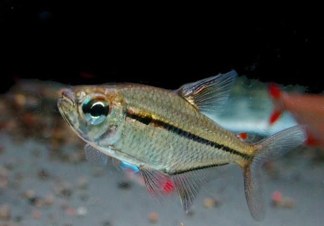 申古銀版魚,“申古銀版魚”的名稱及鑒定 龍魚百科 第6張 申古銀版魚,“申古銀版魚”的名稱及鑒定 申古銀版魚,“申古銀版魚”的名稱及鑒定 龍魚百科 第6張
