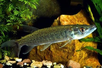 申古銀版魚,“申古銀版魚”的名稱及鑒定 龍魚百科 第4張 申古銀版魚,“申古銀版魚”的名稱及鑒定 申古銀版魚,“申古銀版魚”的名稱及鑒定 龍魚百科 第4張
