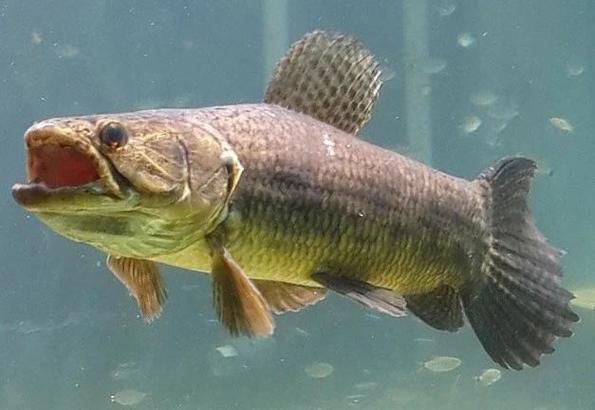 申古銀版魚,“申古銀版魚”的名稱及鑒定 龍魚百科 第5張 申古銀版魚,“申古銀版魚”的名稱及鑒定 申古銀版魚,“申古銀版魚”的名稱及鑒定 龍魚百科 第5張