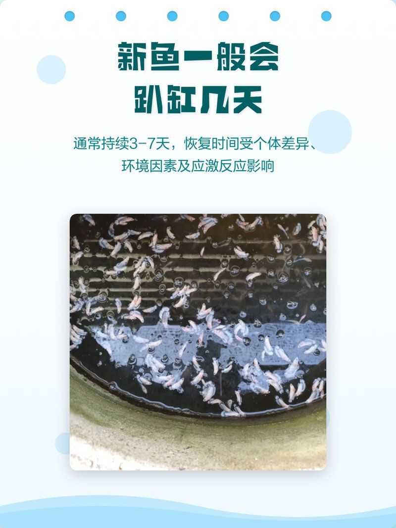 錦鯉趴缸多久會恢復，錦鯉趴缸多久能恢復，主要取決于 錦鯉趴缸多久會恢復，錦鯉趴缸多久能恢復，主要取決于 龍魚百科 第1張