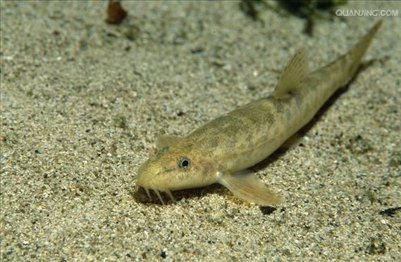 給我一些鲺和魚虱的圖片，鲺和魚虱哪個對魚類危害更大[需手動填充]和魚虱的繁殖方式