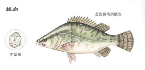 給我一些鲺和魚虱的圖片，鲺和魚虱哪個對魚類危害更大[需手動填充]和魚虱的繁殖方式