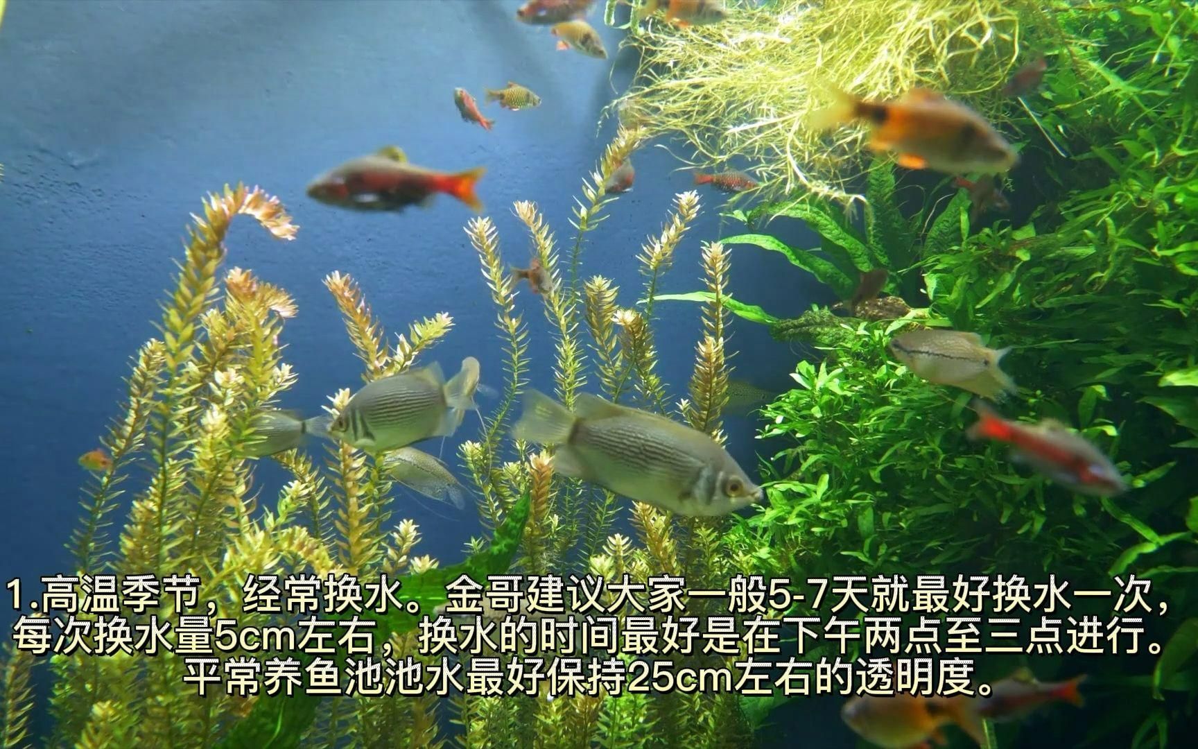 如何預防魚浮在水面上，魚浮在水面上可能是由于多種原因，包括缺氧、水質問題、餌料不足或魚類疾病等