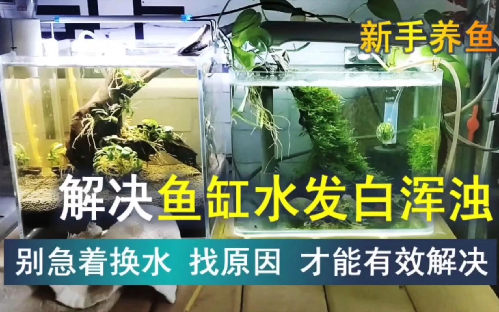 如何判斷魚缸是否需要換水？，判斷魚缸是否需要換水是養魚愛好者和水族館工作人員經常遇到的問題