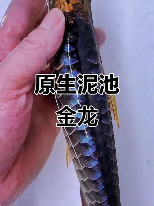 給我一些古龍過背金龍的圖片，《絕代雙驕》中的“過背金龍”是一把傳說中的寶劍 給我一些古龍過背金龍的圖片，《絕代雙驕》中的“過背金龍”是一把傳說中的寶劍 龍魚百科 第12張