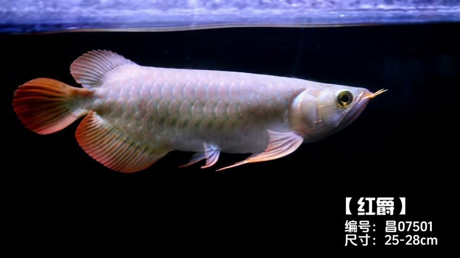 帝龍漁業的紅龍魚價格是多少？，帝龍漁業的紅龍魚價格是多少帝龍漁業的紅龍魚價格是多少 帝龍漁業的紅龍魚價格是多少？，帝龍漁業的紅龍魚價格是多少帝龍漁業的紅龍魚價格是多少 龍魚百科 第3張