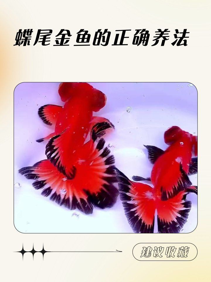 龍睛和蝶尾哪個更耐養，龍睛和蝶尾哪個更耐養,龍睛和蝶尾哪個更受歡迎? 龍睛和蝶尾哪個更耐養，龍睛和蝶尾哪個更耐養,龍睛和蝶尾哪個更受歡迎? 龍魚百科 第1張