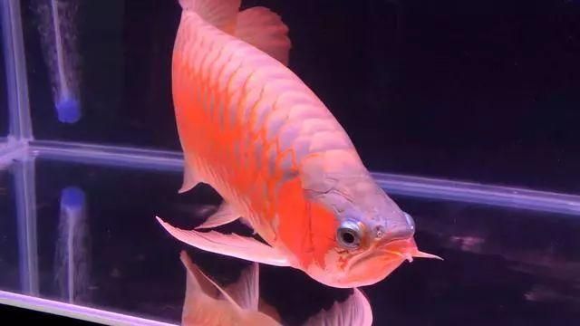 如何安裝和使用龍魚燈日光燈？