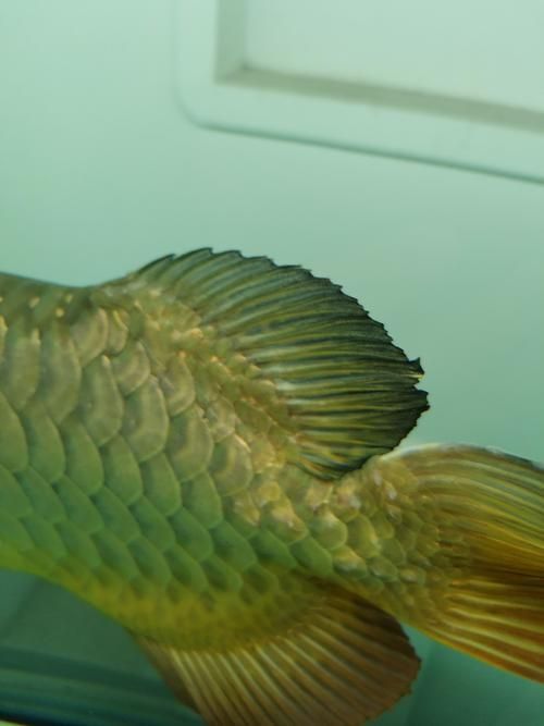 如何區分龍魚的爛尾病和腸炎病？，龍魚爛尾病與腸炎病的區別 如何區分龍魚的爛尾病和腸炎病？，龍魚爛尾病與腸炎病的區別 龍魚百科 第3張