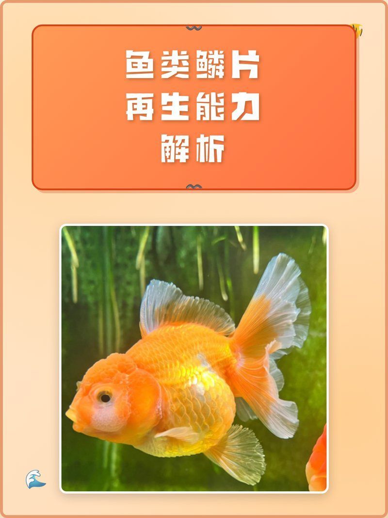 有哪些食物有助于金魚鱗片再生，金魚鱗片再生是一個(gè)復(fù)雜的生物自學(xué)過程 有哪些食物有助于金魚鱗片再生，金魚鱗片再生是一個(gè)復(fù)雜的生物自學(xué)過程 龍魚百科 第1張