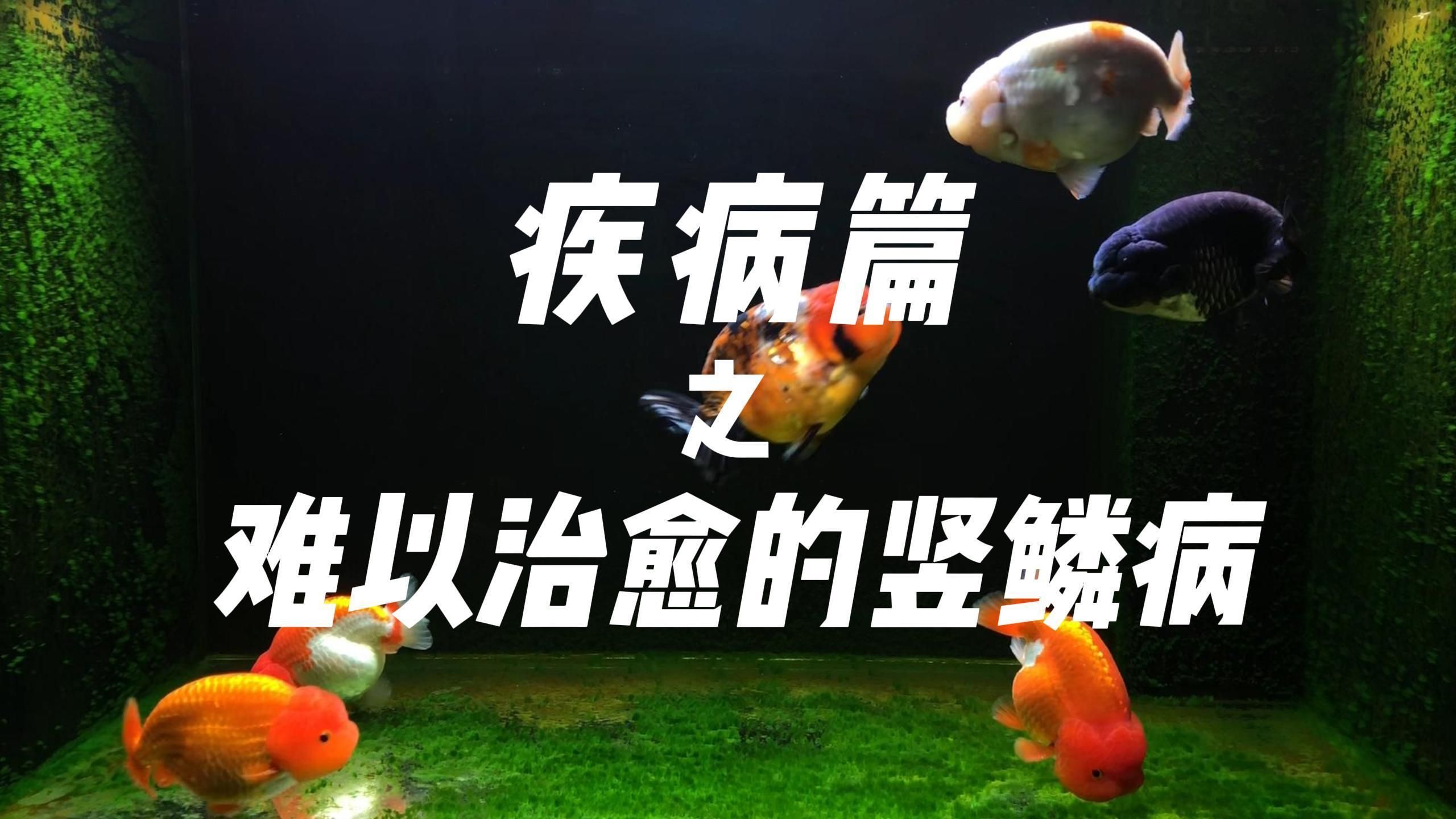 豎鱗病能徹底治愈嗎，鹽水泡魚能治愈豎鱗病嗎豎鱗病能徹底根治嗎 豎鱗病能徹底治愈嗎，鹽水泡魚能治愈豎鱗病嗎豎鱗病能徹底根治嗎 龍魚百科 第1張