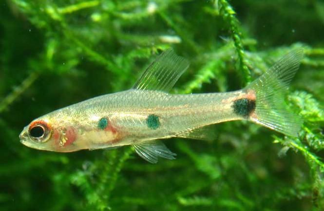飛鳳魚吸食紅龍體表會自愈嗎，“飛鳳魚吸食紅龍體表會自愈嗎