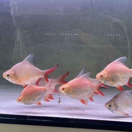 飛鳳魚吸食紅龍體表會自愈嗎，“飛鳳魚吸食紅龍體表會自愈嗎