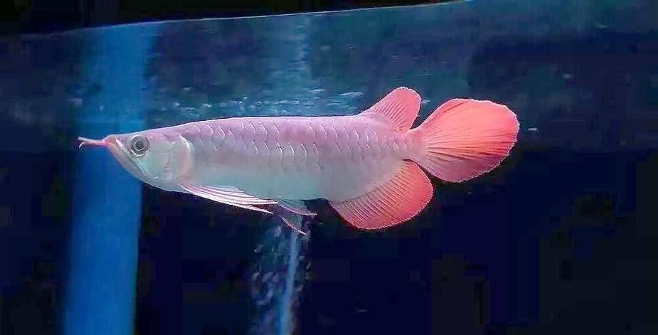 龍魚厭食后如何恢復(fù)喂食，龍魚厭食后如何恢復(fù)喂食用戶要求1000字篇幅和配圖
