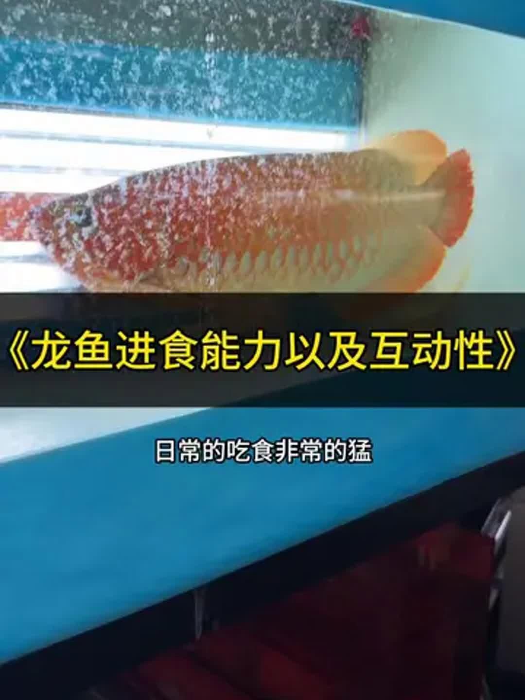龍魚嘴一張一合是饑餓嗎？，龍魚嘴巴一張一合是饑餓嗎龍魚嘴巴一合是饑餓嗎