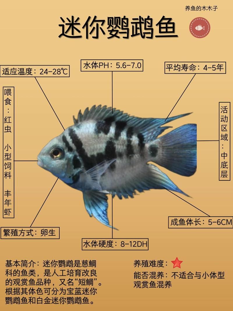 如何預防迷你鸚鵡魚鰭根部充血,如何預防迷你鸚鵡魚鰭充血 龍魚百科 第1張 如何預防迷你鸚鵡魚鰭根部充血,如何預防迷你鸚鵡魚鰭充血 如何預防迷你鸚鵡魚鰭根部充血,如何預防迷你鸚鵡魚鰭充血 龍魚百科 第1張