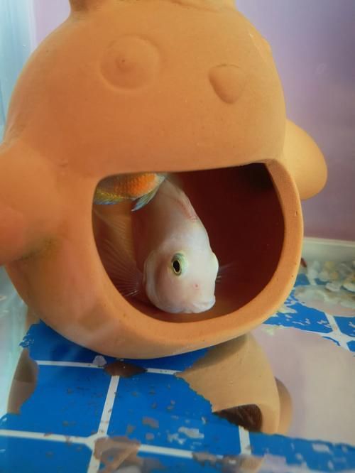 如何預防迷你鸚鵡魚鰭根部充血,如何預防迷你鸚鵡魚鰭充血 龍魚百科 第2張 如何預防迷你鸚鵡魚鰭根部充血,如何預防迷你鸚鵡魚鰭充血 如何預防迷你鸚鵡魚鰭根部充血,如何預防迷你鸚鵡魚鰭充血 龍魚百科 第2張