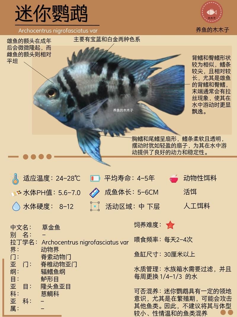 如何預防迷你鸚鵡魚鰭根部充血,如何預防迷你鸚鵡魚鰭充血 龍魚百科 第5張 如何預防迷你鸚鵡魚鰭根部充血,如何預防迷你鸚鵡魚鰭充血 如何預防迷你鸚鵡魚鰭根部充血,如何預防迷你鸚鵡魚鰭充血 龍魚百科 第5張