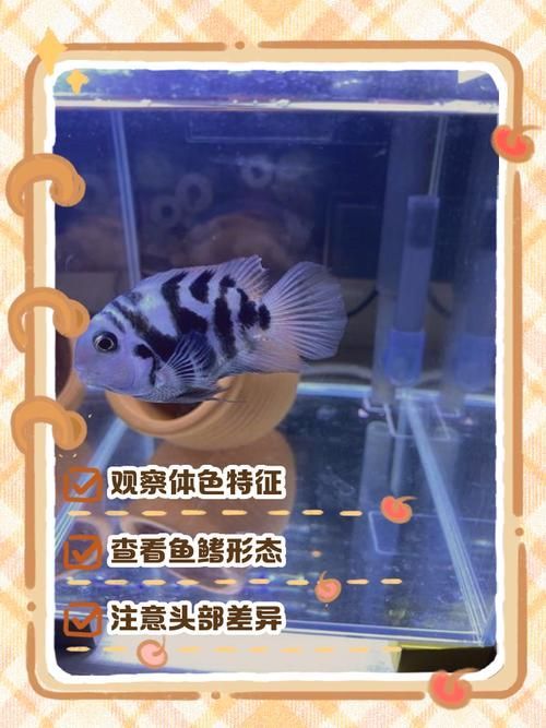 如何預防迷你鸚鵡魚鰭根部充血,如何預防迷你鸚鵡魚鰭充血 龍魚百科 第4張 如何預防迷你鸚鵡魚鰭根部充血,如何預防迷你鸚鵡魚鰭充血 如何預防迷你鸚鵡魚鰭根部充血,如何預防迷你鸚鵡魚鰭充血 龍魚百科 第4張