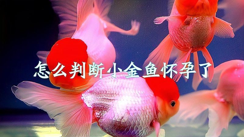 金魚(yú)大肚子是懷孕了嗎，金魚(yú)大肚子并不一定意味著它懷孕了