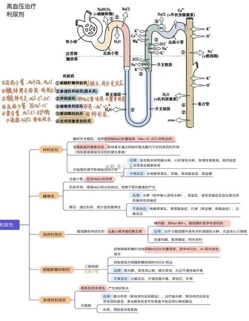 有哪些常見的聯(lián)合用藥方案，二甲雙胍利尿劑、糖尿病中二甲雙胍+吡嗪酰胺等聯(lián)合用藥方案