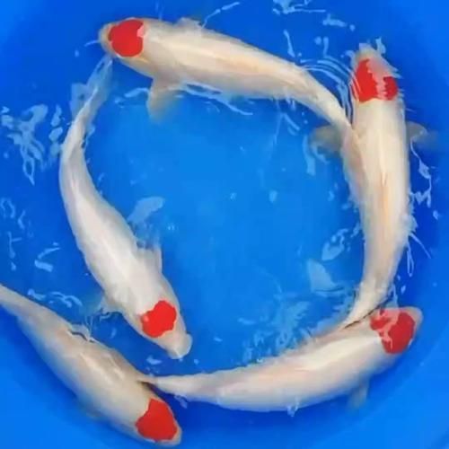 丹頂錦鯉的市場價格走勢，丹頂錦鯉價格走勢分析 丹頂錦鯉的市場價格走勢，丹頂錦鯉價格走勢分析 龍魚百科 第1張