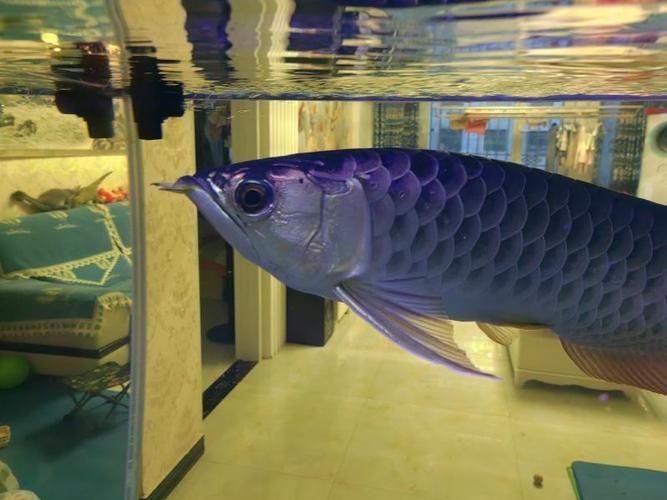 武威龍魚的市場價格是多少？，武威龍魚市場價格是多少武威龍魚的市場價格是多少 武威龍魚的市場價格是多少？，武威龍魚市場價格是多少武威龍魚的市場價格是多少 龍魚百科 第1張