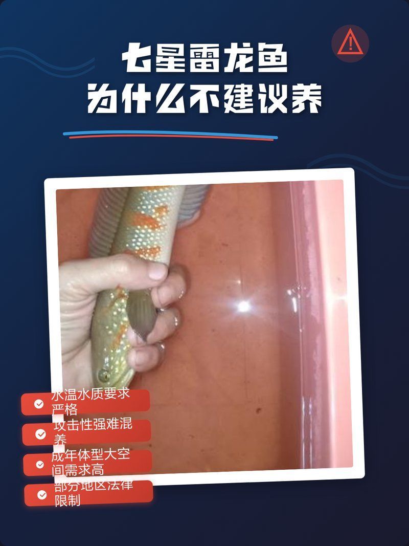 雷龍魚為什么不建議養，雷龍魚為什么不建議養一枝木樨 雷龍魚為什么不建議養，雷龍魚為什么不建議養一枝木樨 龍魚百科 第2張