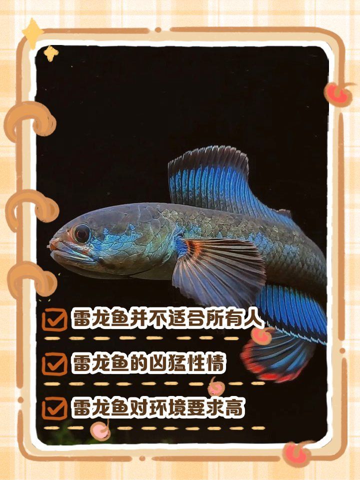 雷龍魚為什么不建議養，雷龍魚為什么不建議養一枝木樨 雷龍魚為什么不建議養，雷龍魚為什么不建議養一枝木樨 龍魚百科 第1張