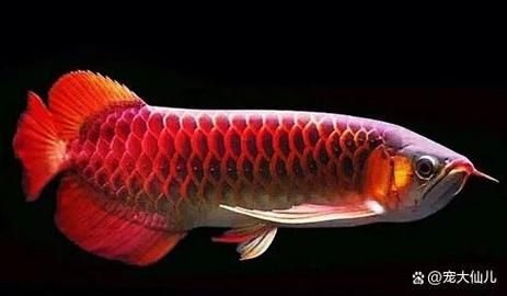 推薦幾款20厘米左右的金龍魚品種，20厘米左右的金龍魚品種及種詳解 推薦幾款20厘米左右的金龍魚品種，20厘米左右的金龍魚品種及種詳解 龍魚百科 第15張