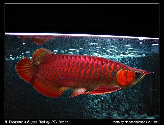 推薦幾款20厘米左右的金龍魚品種，20厘米左右的金龍魚品種及種詳解 推薦幾款20厘米左右的金龍魚品種，20厘米左右的金龍魚品種及種詳解 龍魚百科 第14張