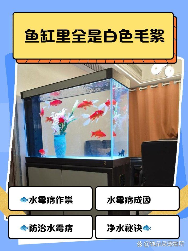 龍魚長霉菌會自愈嗎，魚身上長霉點4大原因及解決方法小白bibo微里楠 龍魚長霉菌會自愈嗎，魚身上長霉點4大原因及解決方法小白bibo微里楠 龍魚百科 第2張