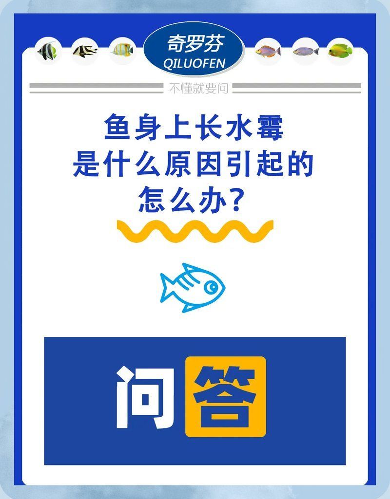 龍魚長霉菌會自愈嗎，魚身上長霉點4大原因及解決方法小白bibo微里楠 龍魚長霉菌會自愈嗎，魚身上長霉點4大原因及解決方法小白bibo微里楠 龍魚百科 第1張